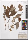 Foto von Salix caprea L. x Salix grandifolia Ser.